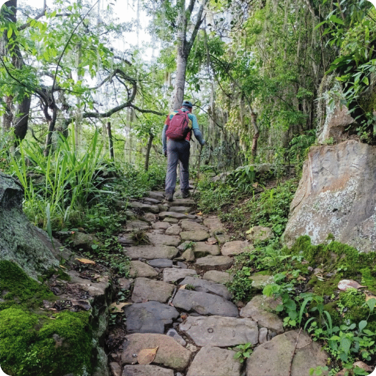 Ruta verde Responsive 4