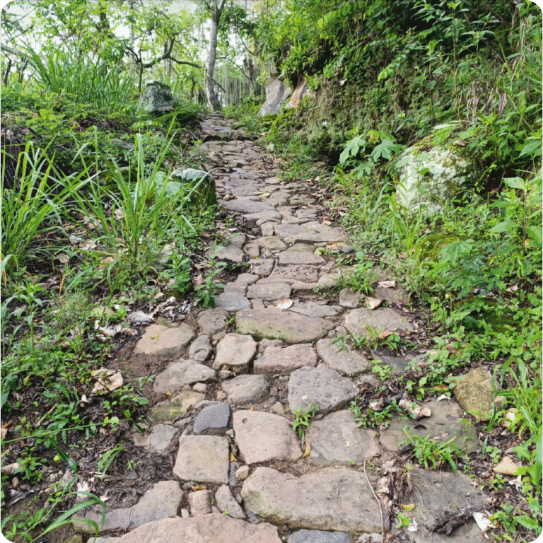 Ruta verde responsive